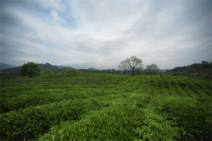 不知名茶官网－让爱茶人一键连接全世界的茶山